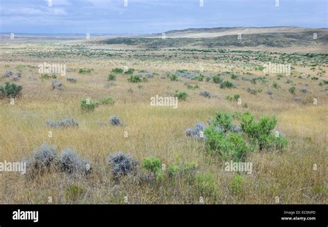 Open Prairie Grassland And Dry Scrub And Hills Under A Bright Sky