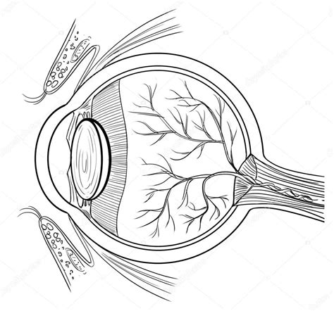 Outline Illustration Of The Human Eye Anatomy Premium Vector In Adobe