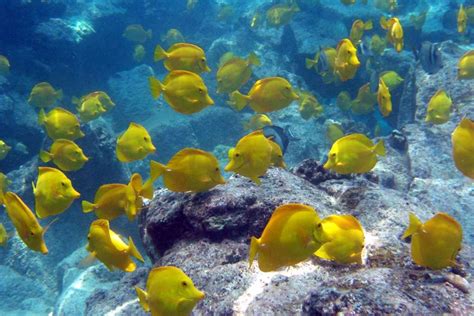 Hawaiis Harvesting Of Aquarium Fish Targeted By Conservation Group