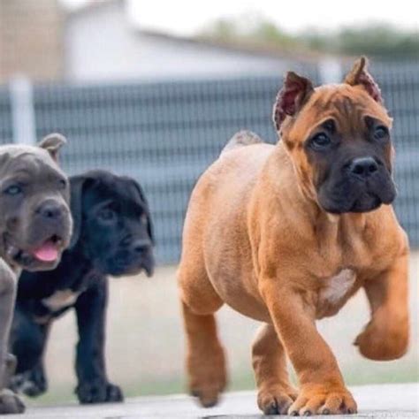 Their name roughly translates to bodyguard in latin, so it's no wonder that these fearsome dogs have been used as guardians throughout the ages. Buy dogs Cane corso and puppies for sale in Columbus Ohio ...