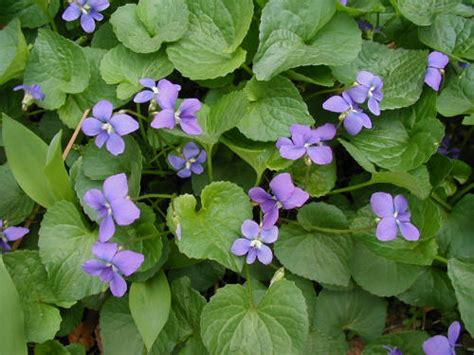 Common Blue Violet