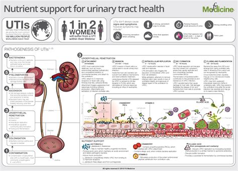 Nutrient Support For Urinary Tract Health Fx Medicine