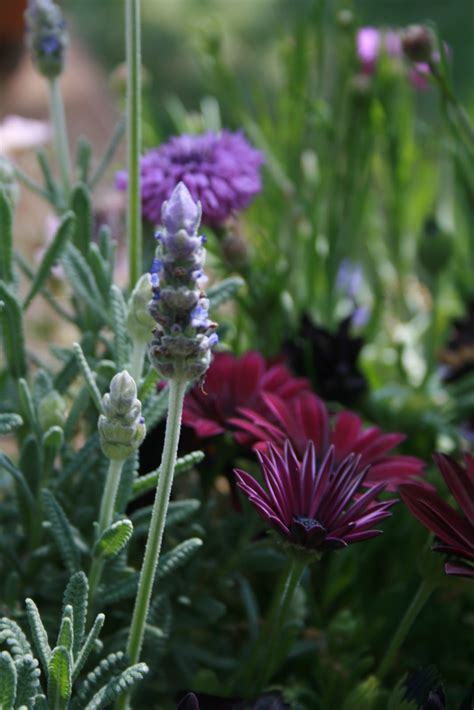 The Polished Pebble Container Gardening Pretty Perennials