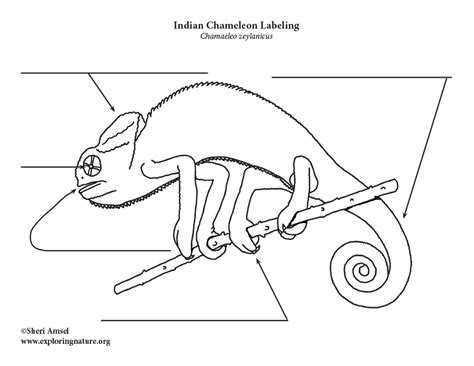 Chameleon Life Cycle Diagram