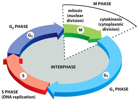 Ciclo Celular Mitosis Meiosis Y Columna Pumas