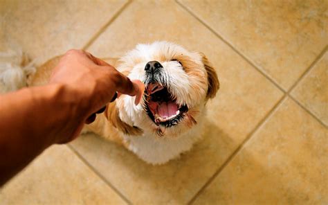 Por Qué Mi Cachorro Siempre Tiene Hambre