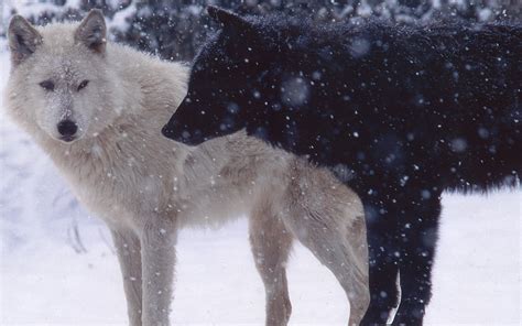 Hintergrundbilder Schnee Winter Wolf Wetter Hunde Paar Raubtier
