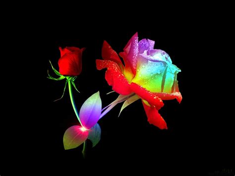 Image Detail For Rainbow Rose 3d Abstract Art Beautiful Black