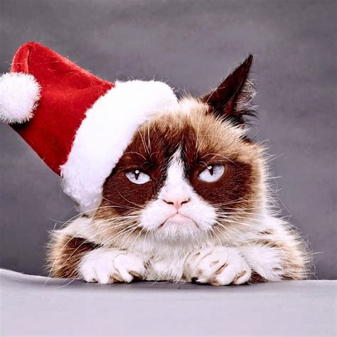 Mobile Uploads The Official Grumpy Cat Grumpy Cat Cats Christmas Cats