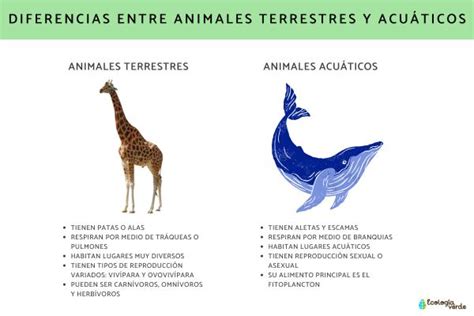 Diferencias Entre Animales Acuáticos Y Terrestres ¡resumen