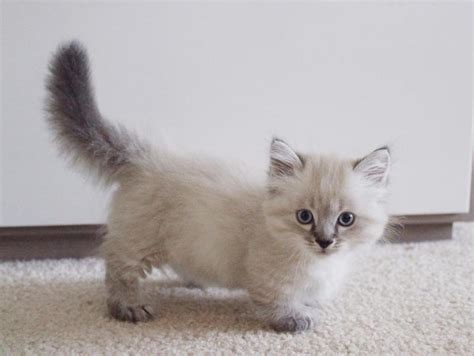 Favorite this post may 23 3 m.o. Tabby Lambkin Munchkin kittens FOR SALE ADOPTION from ...