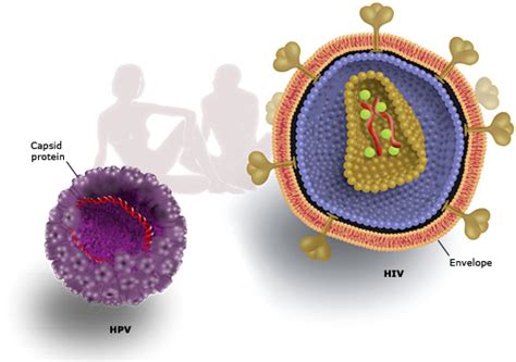 The 2008 Nobel Prize In Physiology Or Medicine Illustrated Presentation