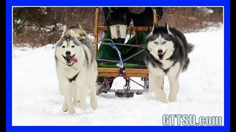 Huskies Go Dog Sledding Oakley Can Pull The Sled Youtube