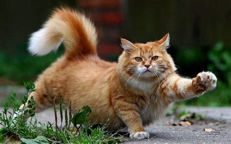Most Playful Cat Breeds These Cats Love To Play