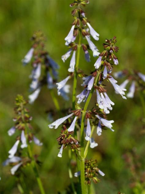 salvia lyrata uses information on lyreleaf sage plants in the garden gardening know how