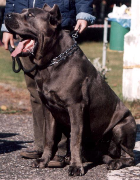 cane corso  big dog breeds