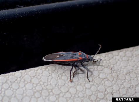 Black And Red Seed Bug Melacoryphus Lateralis