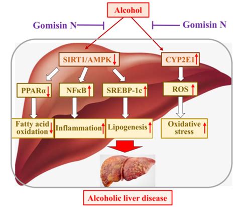 Ijms Free Full Text Gomisin N Alleviates Ethanol Induced Liver