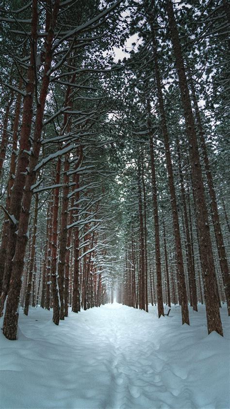 Iphone 12 Winter Forest Wallpapers Wallpaper Cave