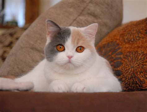How To Choose The Perfect British Shorthair Munchkin Kitten Catsinfo