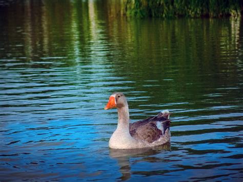 Free Images Nature Lake Wildlife Reflection Beak Fauna Swan