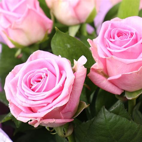 Order A Bouquet Of 9 Pink Roses With Delivery