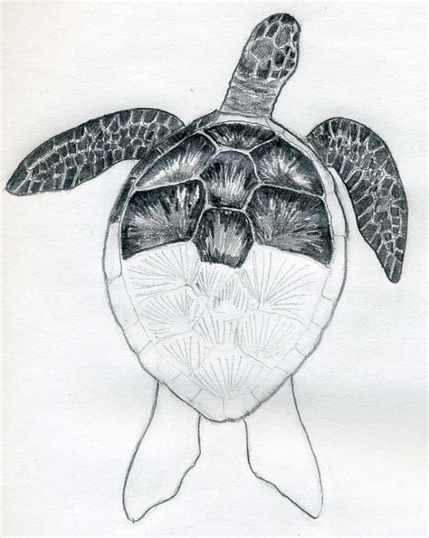If you want to draw realistically like a. How To Draw A Turtle