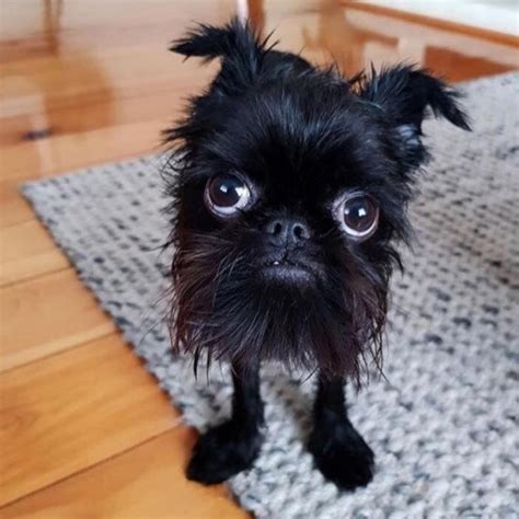 This Uglycute Dog 10 Photos You Will Not Believe Are Real Part 1