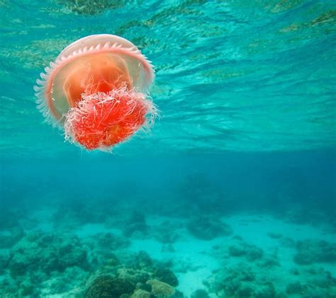 1079635 Sea Nature Underwater Coral Jellyfish Coral Reef Biology