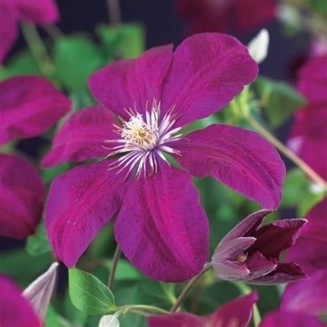 Maybe you would like to learn more about one of these? Loistokärhö - Clematis `Rouge Cardinal` - Puutarhamyymälä ...