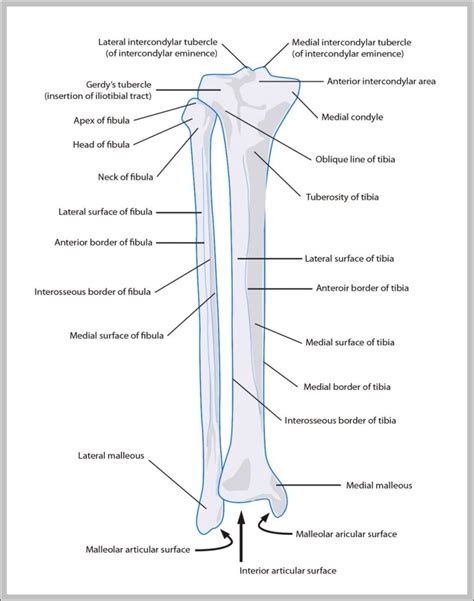 Lower Leg Bone Anatomy Diagram Free Printable Worksheet