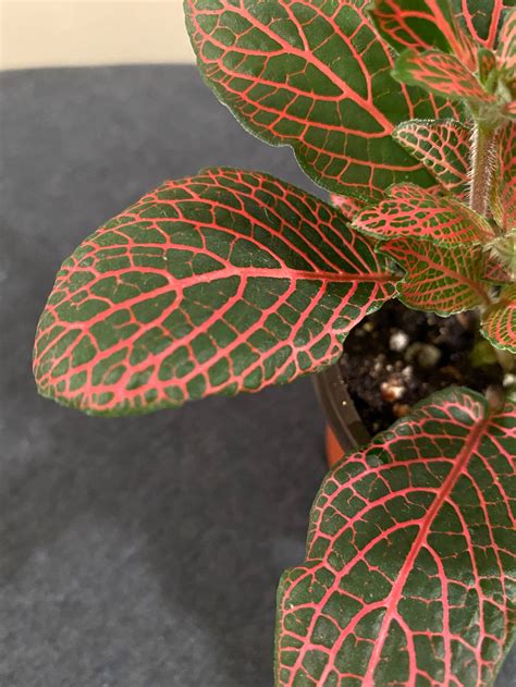 Fittonia Argyroneura Red and White Anne Combo Plants 3in | Etsy