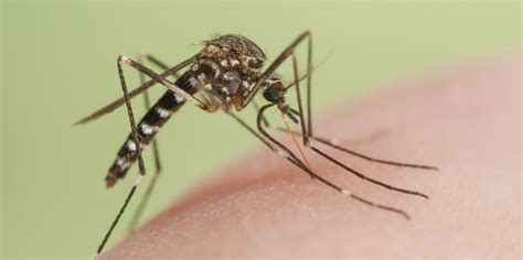 And they very well might have, if you've inadvertently provided them with a place to breed. How to Get Rid of Mosquito Bites - Ways to Stop Mosquito ...