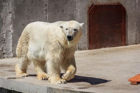 Polar Bear In The Zoo Polar Bear In Captivity Editorial Stock Photo