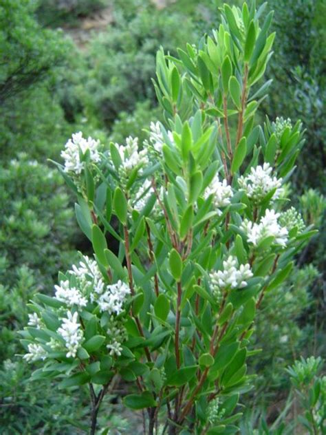 Shop from the world's largest selection and best deals for full sun flowering shrubs & hedges. Leucopogon parviflorus, commonly known as Native Currant ...