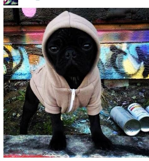 Gangster Pug Puppies Pinterest