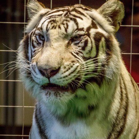 This attraction has cared for exotic animals like lions, tigers, bears and chimpanzees since 1987. Big Cat Habitat and Gulf Coast Sanctuary (Sarasota) - All ...