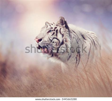 White Tiger Grassland Sunset Stock Photo Edit Now 1445663288