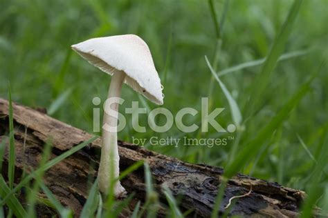 Wild White Mushroom Stock Photo Royalty Free Freeimages