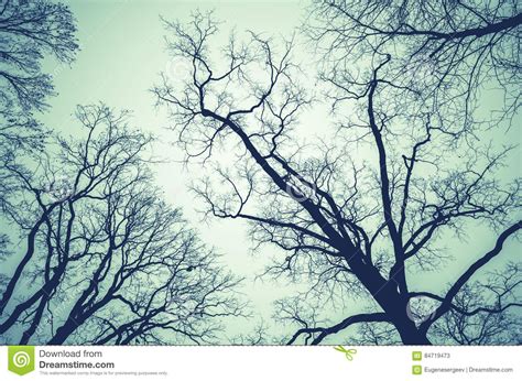 Leafless Bare Trees Over Cloudy Sky Stock Image Image Of Bare Black