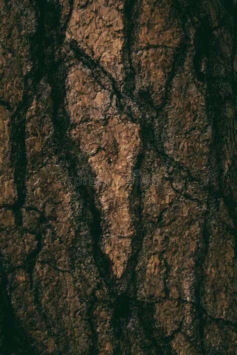 The Natural Dark Tree And Wood Surface Texture Or Background In Vintage