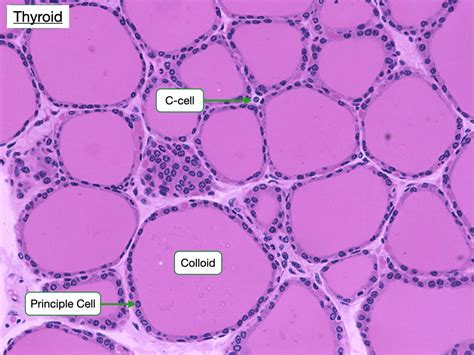 Histology Of The Endocrine System Lab 2022