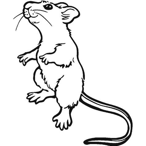 Dessiner Un Rat Sélection de coloriage rat à imprimer sur LaGuerche