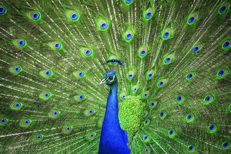 Indian Peacock • Indian Peacock
