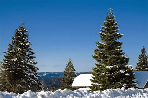 Free Picture Snow Winter Tree Evergreen Cold Conifer Frost Day Sky