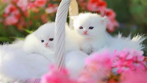 Two White Cat Kittens Hd Kitten Wallpapers Hd Wallpapers Id 87472