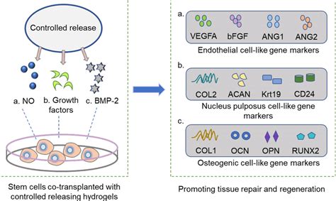 Controlled Release Of Small Molecules Growth Factors And Proteins