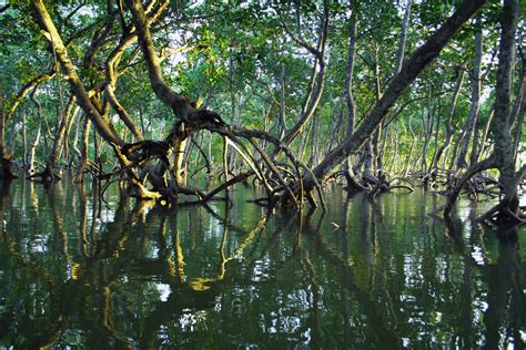 These Images Showcase The Value Of Mangrove Ecosystems World Economic