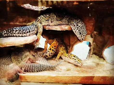 Leopard Gecko Sleep Habbits And Patterns Complete Guide