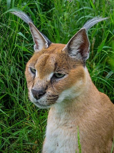 Caracal I Wonder If The Ear Tufts Do Anything The Caracal Flickr